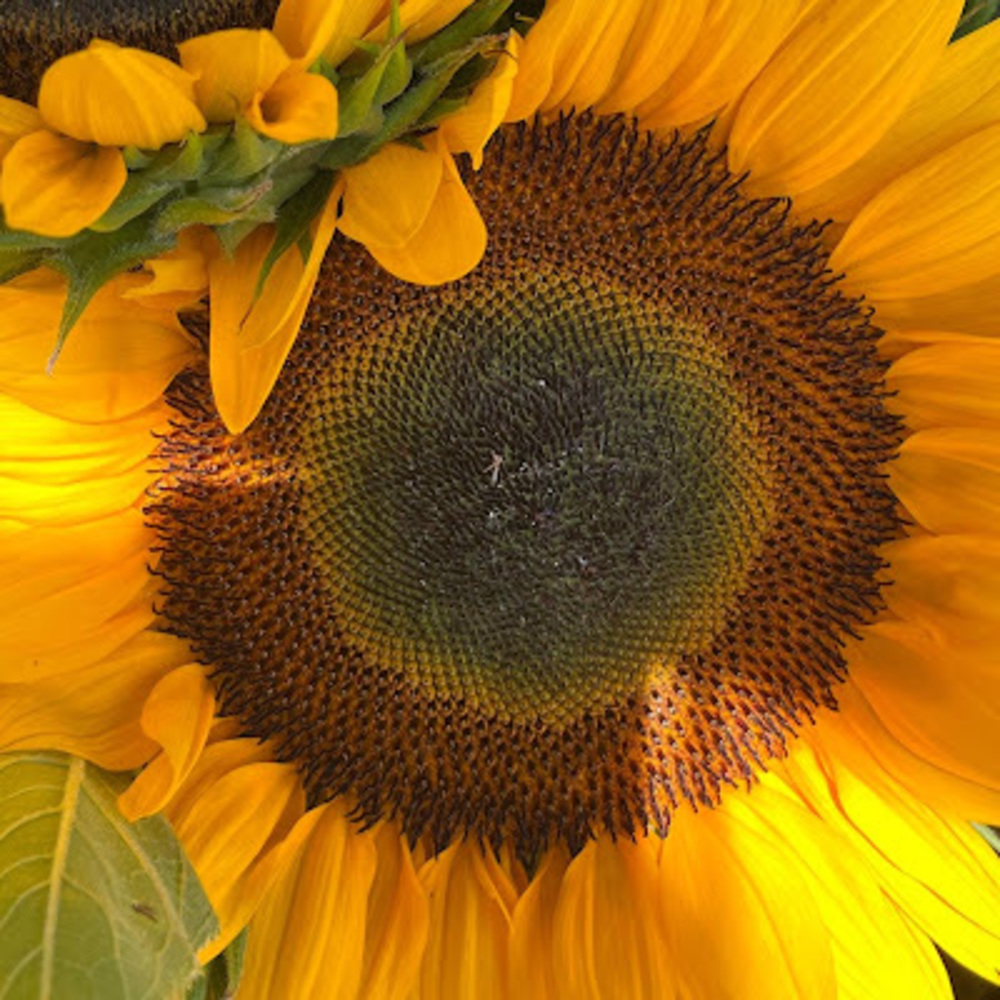 Meet your Posher, Kimalece